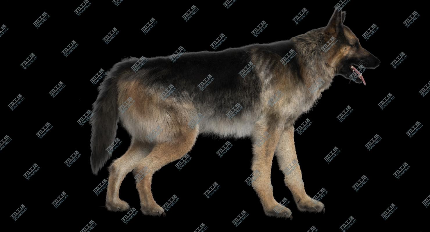 images/goods_img/20210113/3D Shepherd Dog Anatomy/5.jpg